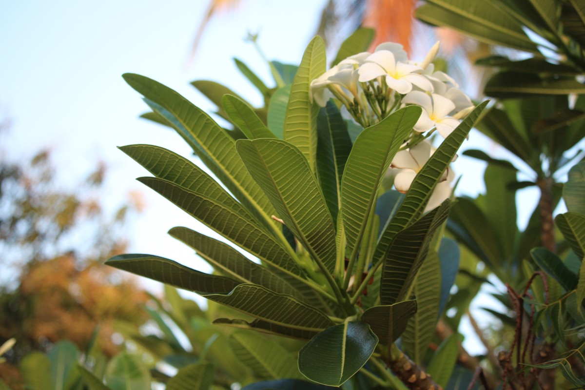 Plumeria obtusa L.